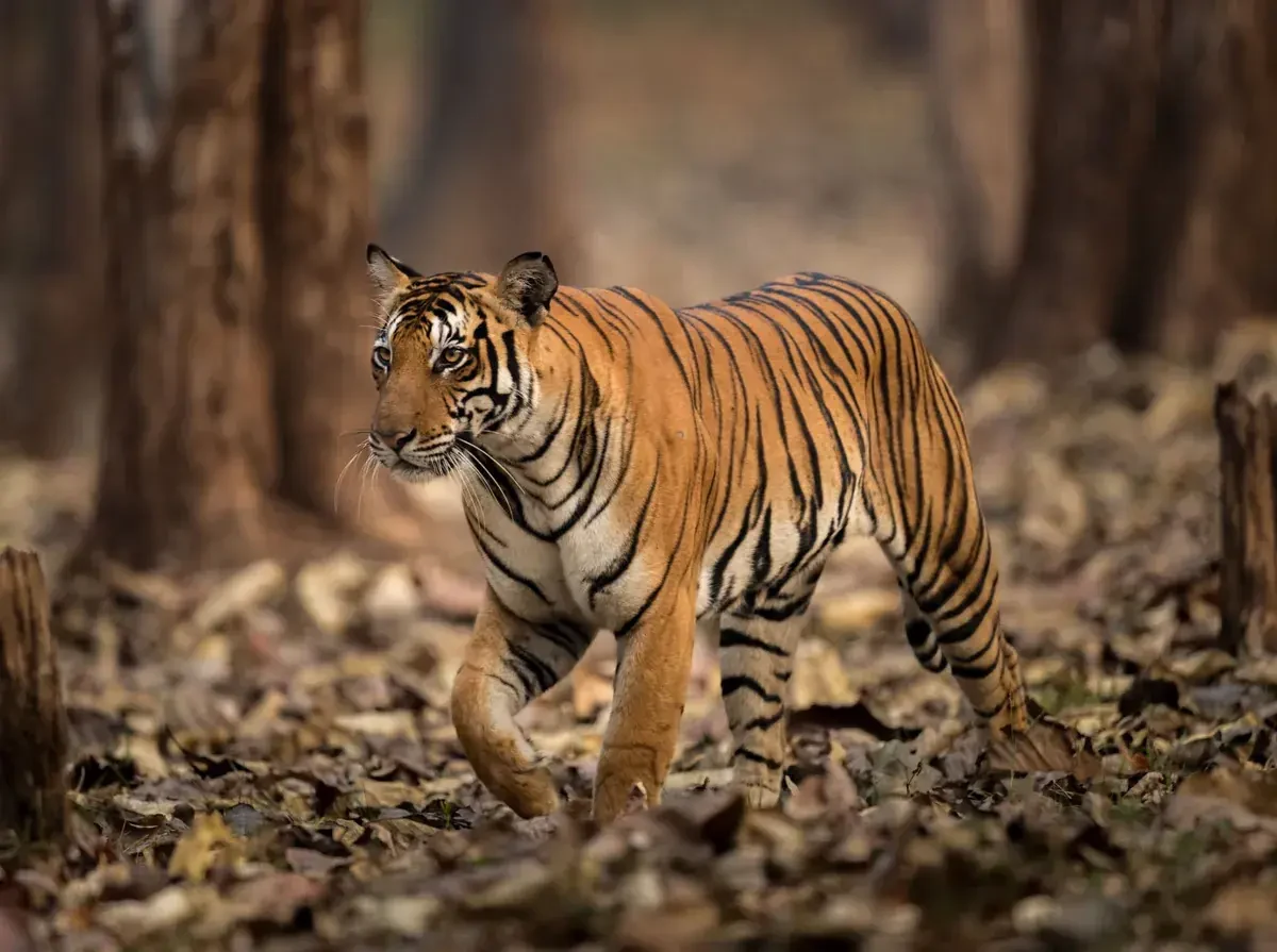 Wildly – Photography