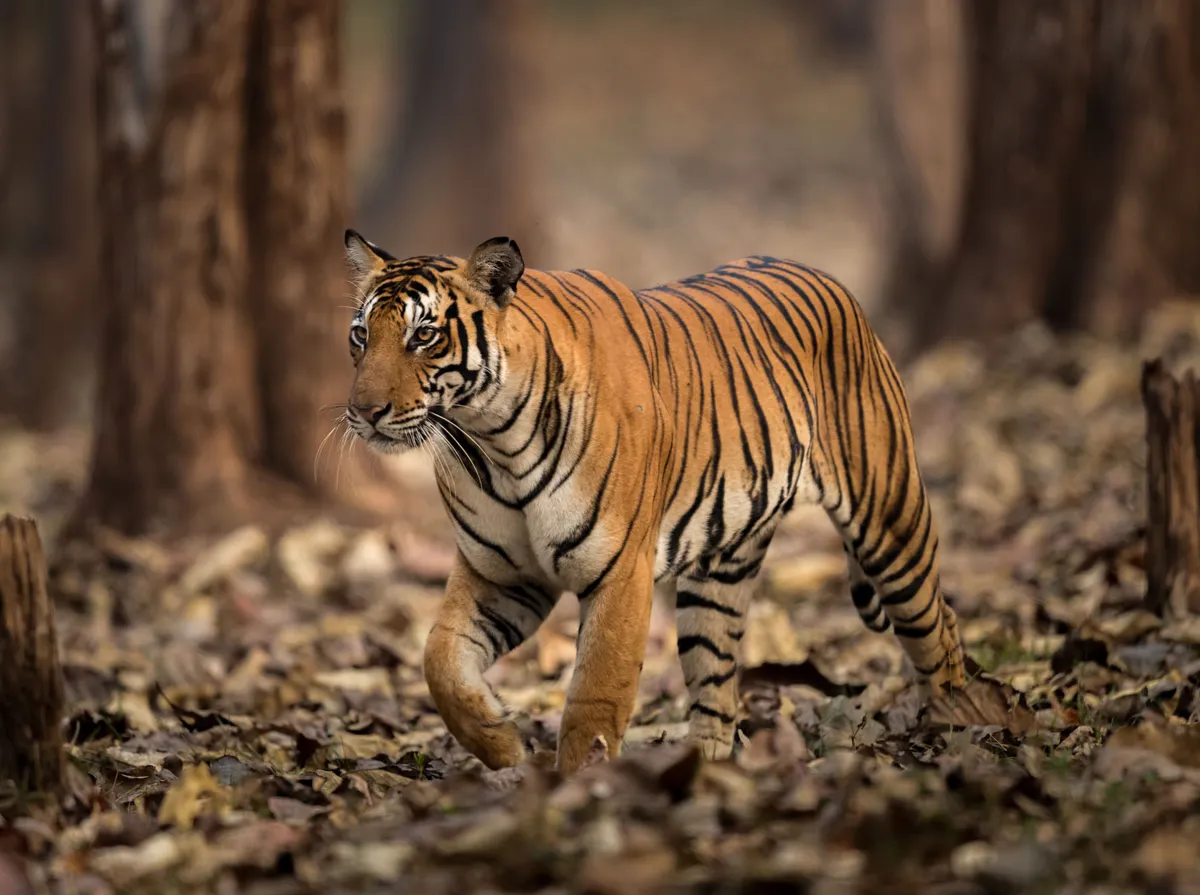 Wildly gallery image 1